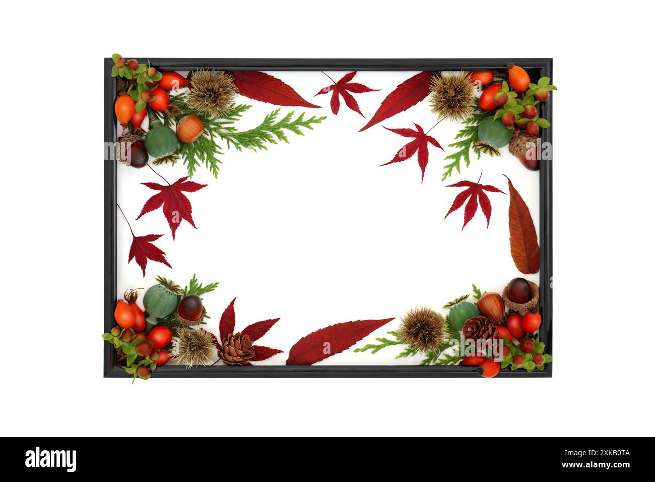 Bordo di sfondo autunno. Design astratto e vivace, foglie d'acero rosso, frutti di bosco, noci, fogliame, festa del raccolto tema della natura sul bianco. Foto Stock