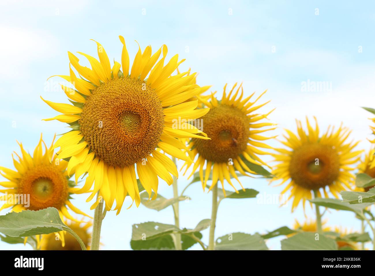 Girasoli sono in fiore e luce dal sole in una giornata limpida e hanno spazio di copia. Foto Stock