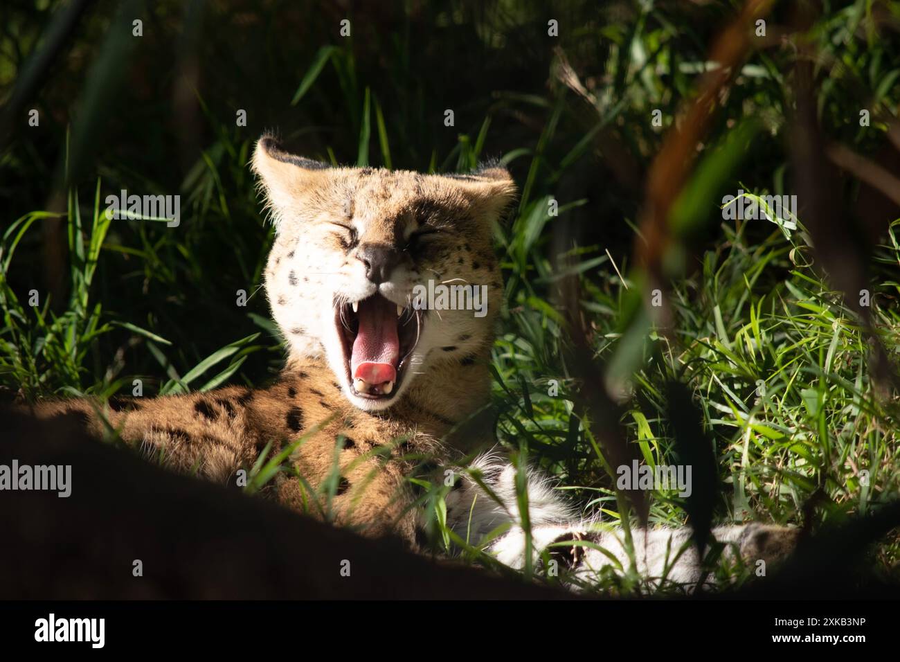 Il serval è un gatto selvatico con macchie nere su un corpo d'oro. Foto Stock