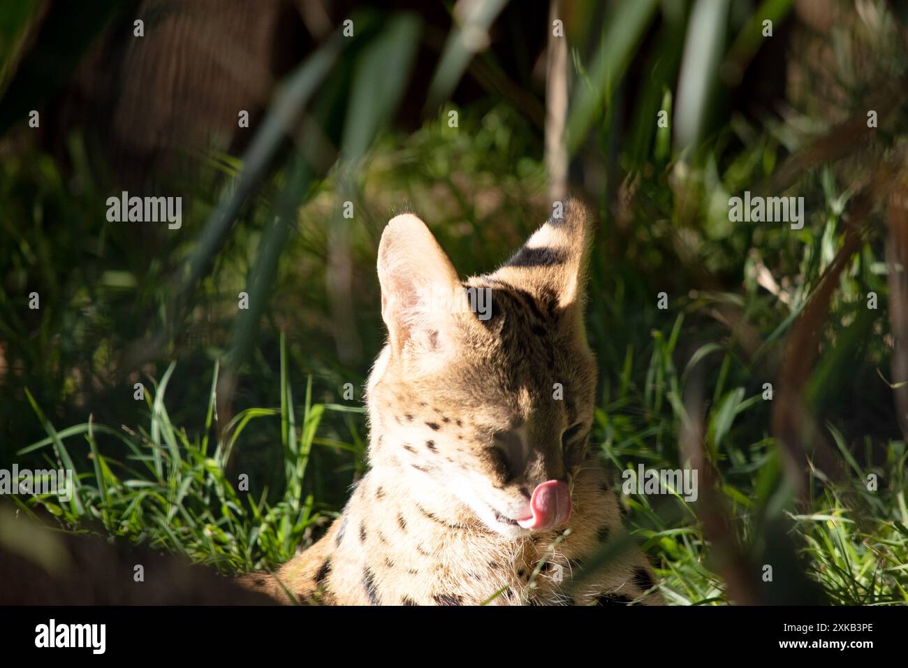Il serval è un gatto selvatico con macchie nere su un corpo d'oro. Foto Stock