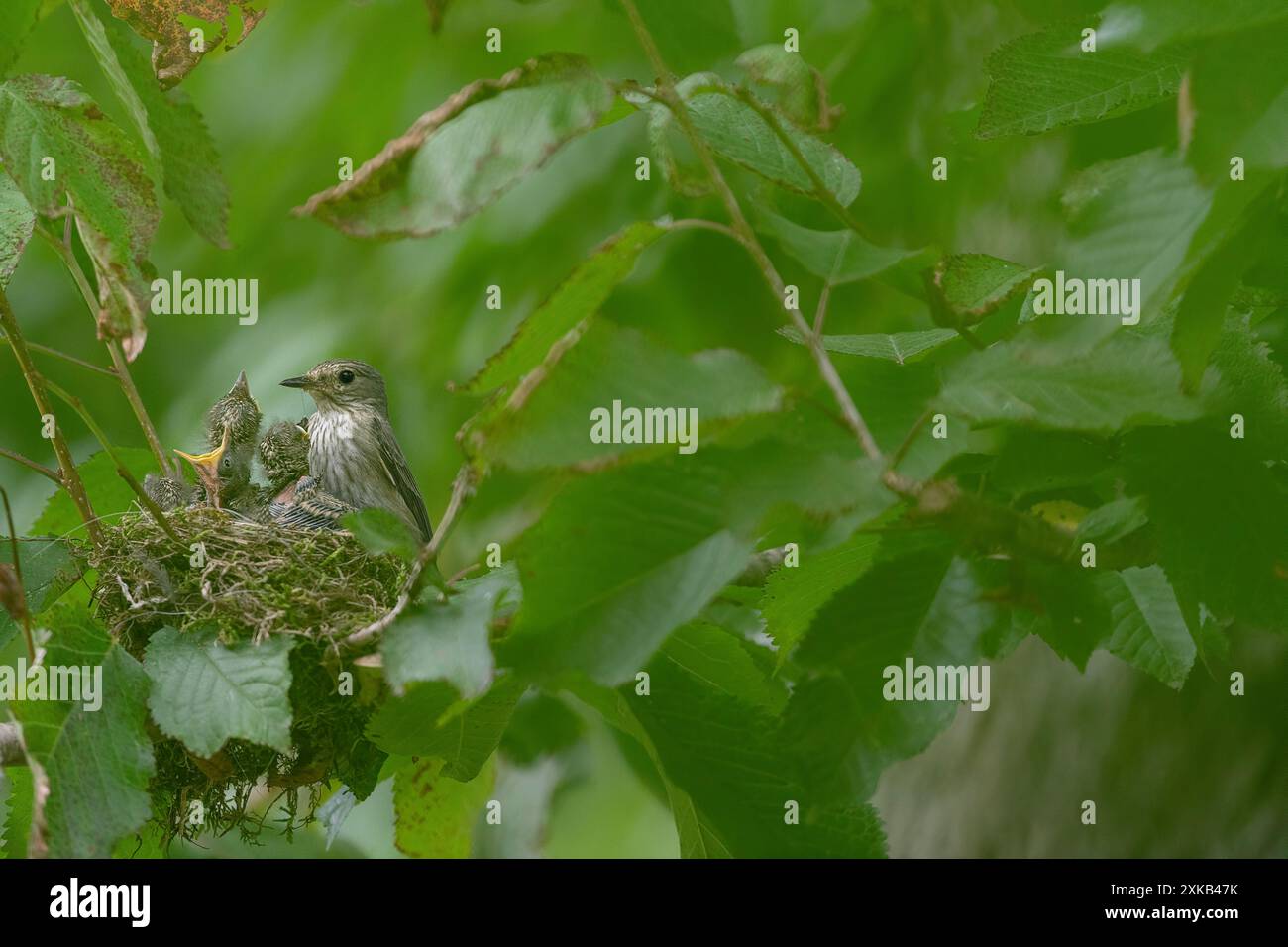 Un nido tra le foglie, la famiglia dei Flycatcher maculati (Muscicapa striata) Foto Stock