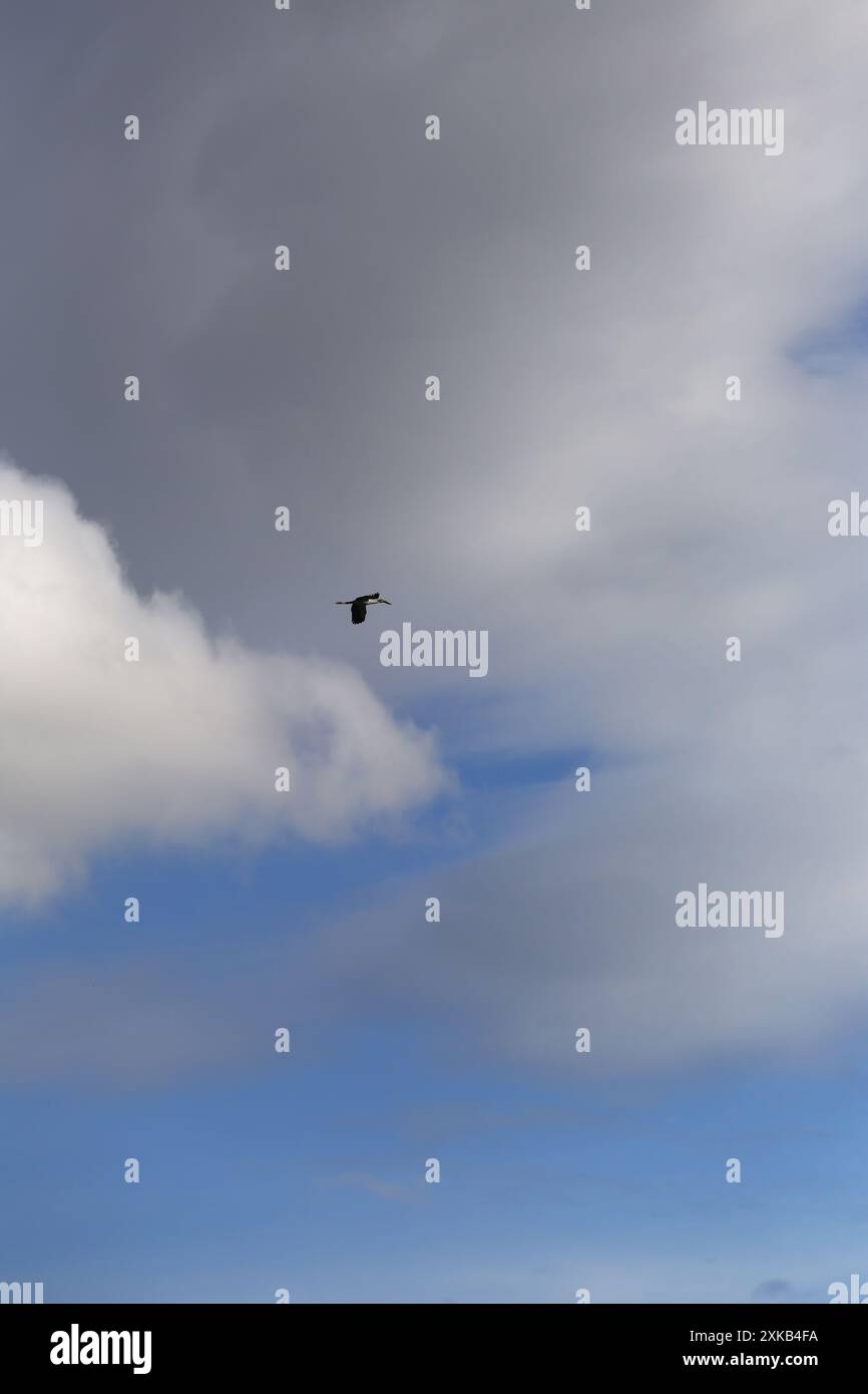 l'uccello dal becco largo sta volando nel cielo e le nuvole di pioggia stanno arrivando. Foto Stock