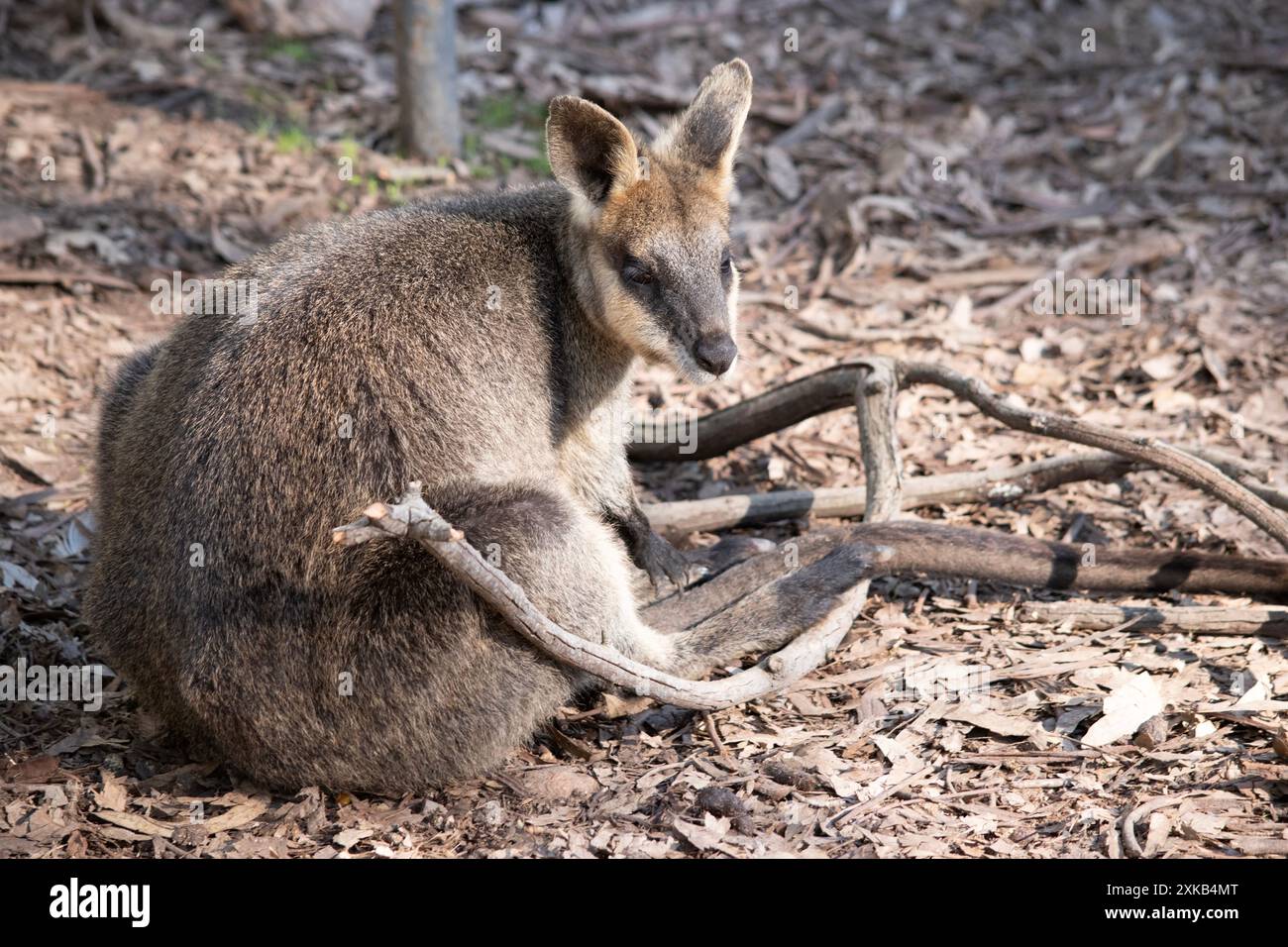 Il wallaby della palude ha pelliccia marrone scuro, spesso con le zone arrugginite più chiare sulla pancia, sul petto e sulla base delle orecchie. Foto Stock