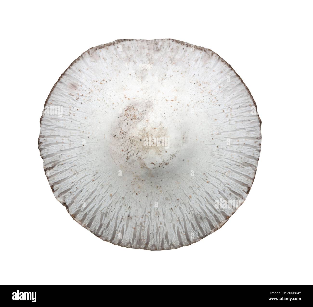 Funghi velenosi, isolati su sfondo bianco e percorsi di ritaglio. Foto Stock