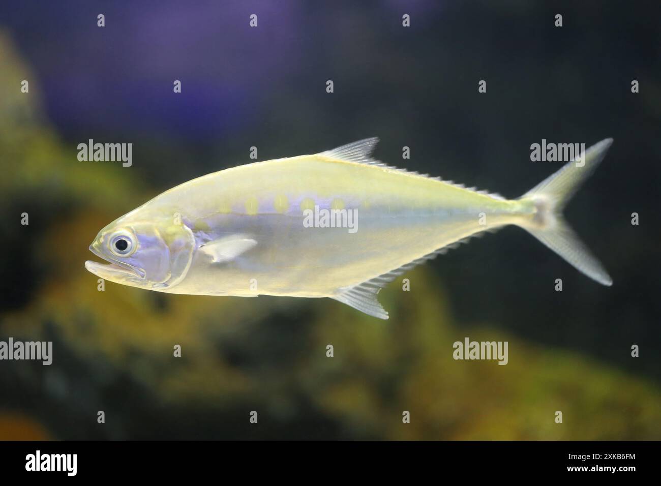 Il pesce coda di Talang ha un corpo grigio, piatto sui lati e largo, un altro tipo di pesce coda dura che si nutre lungo la costa. Foto Stock