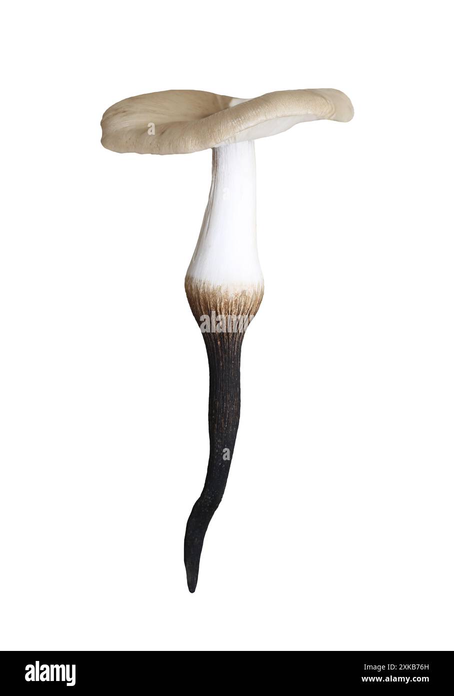 I funghi termiti sono isolati su sfondo bianco e presentano percorsi di ritaglio. Foto Stock