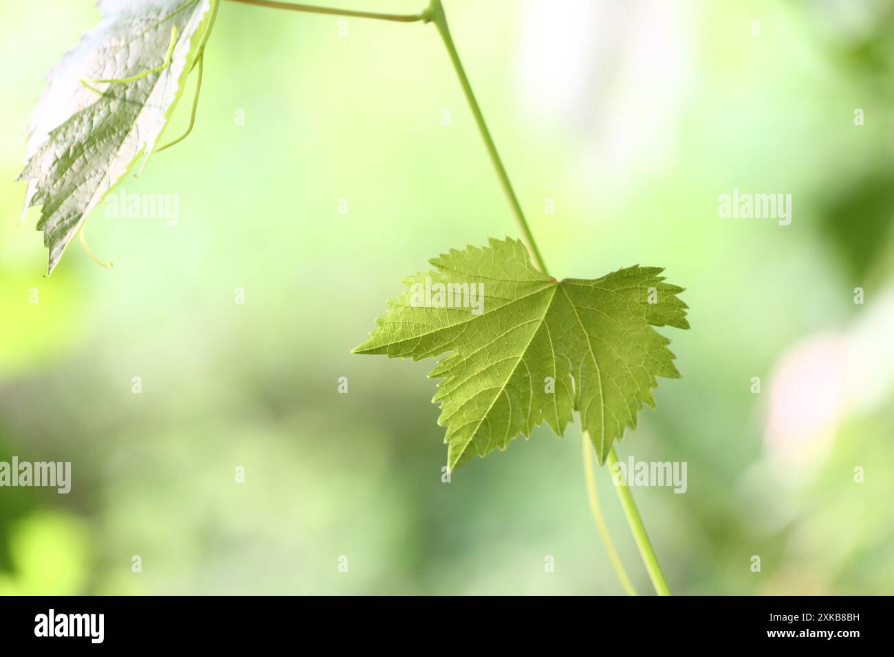Vitigno con foglie verdi e germogli giovani pronti a sbocciare e frutta e sfondo sfocato. Foto Stock
