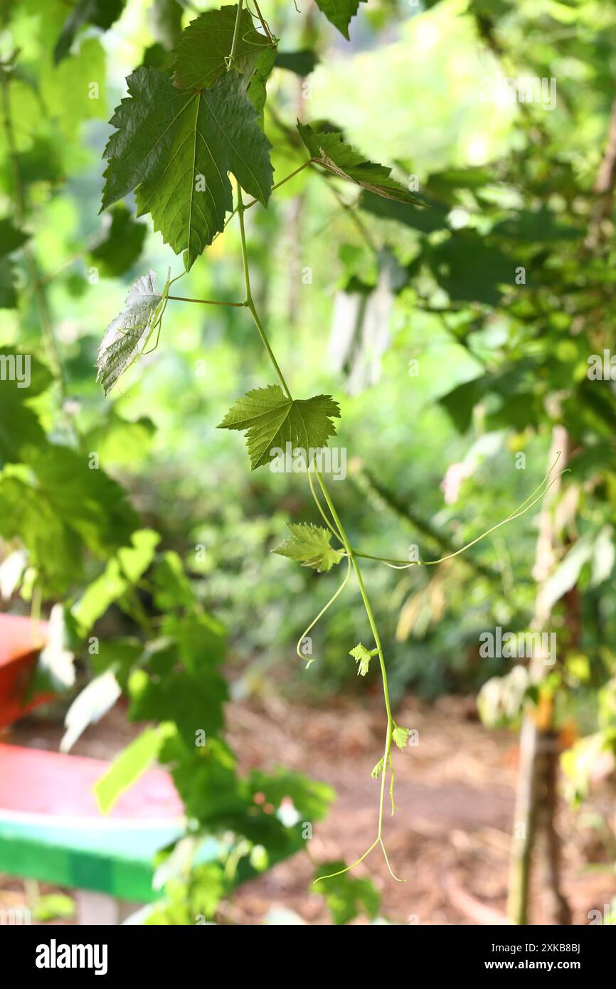 Vitigno con foglie verdi e germogli giovani pronti a sbocciare e frutta e sfondo sfocato. Foto Stock