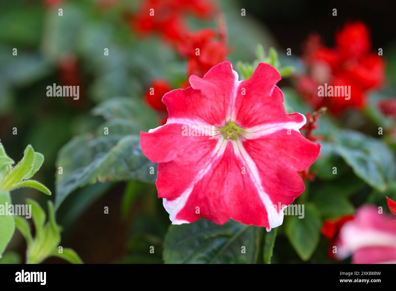 Il fiore rosso e bianco di Petunia fiorisce nel giardino dei fiori, i fiori invernali fioriscono in inverno. Foto Stock