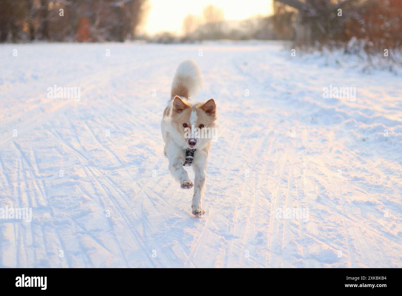 Cane leggero che corre attraverso il campo innevato durante il tramonto. Sembra volpe Foto Stock