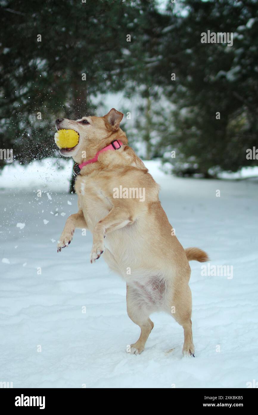 Palla per cani leggeri nella foresta innevata. E' un'azione Foto Stock