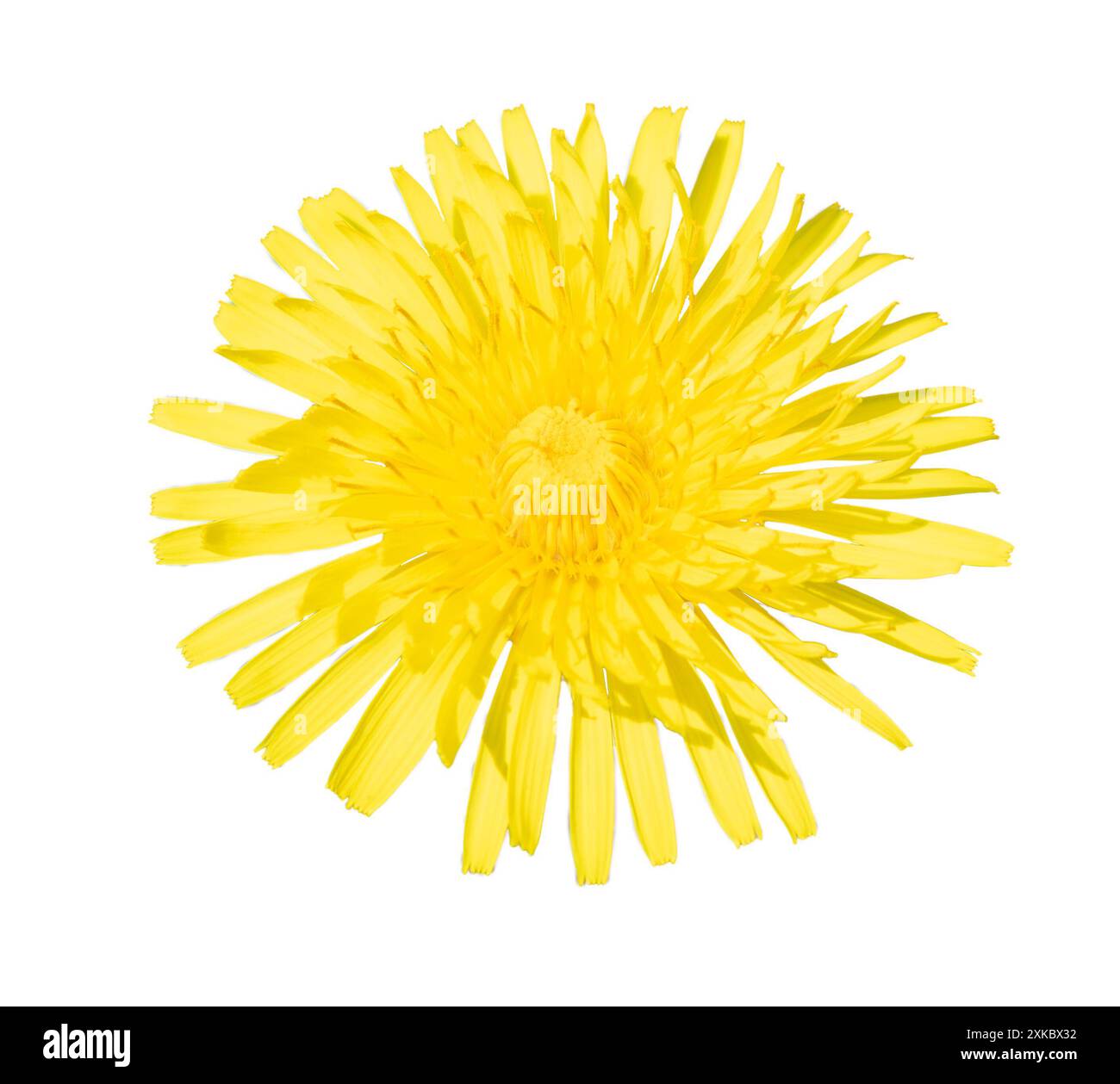 Un dettagliato primo piano di un fiore di dente di leone giallo brillante su uno sfondo bianco puro. Perfetto per temi botanici. Catturato a Copenaghen, Danimarca Foto Stock