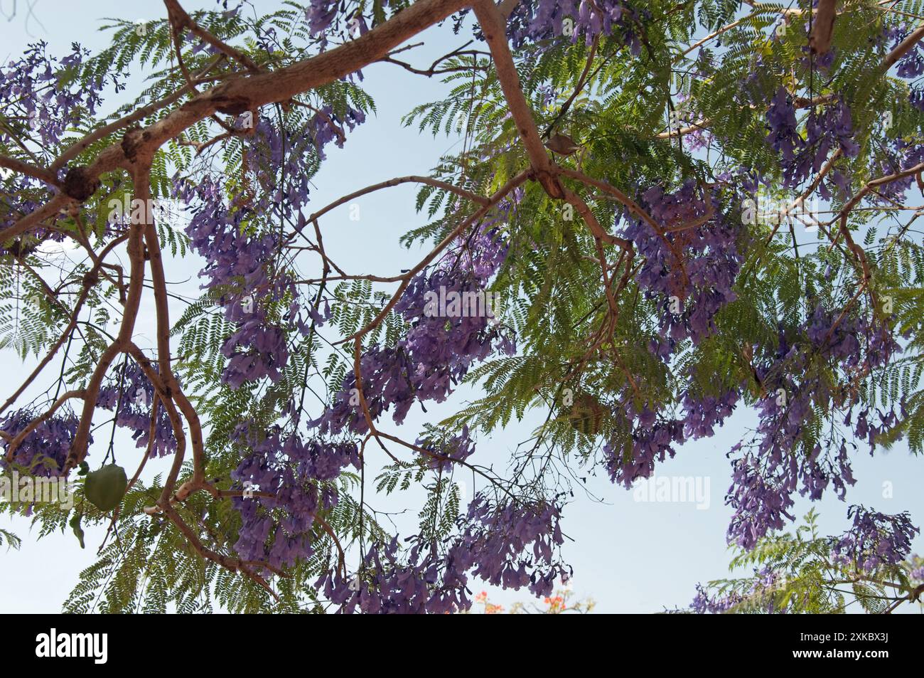 Jacaranda Tree, St Louis Secondary School for Girls, Jos, Plateau State, Nigeria Foto Stock