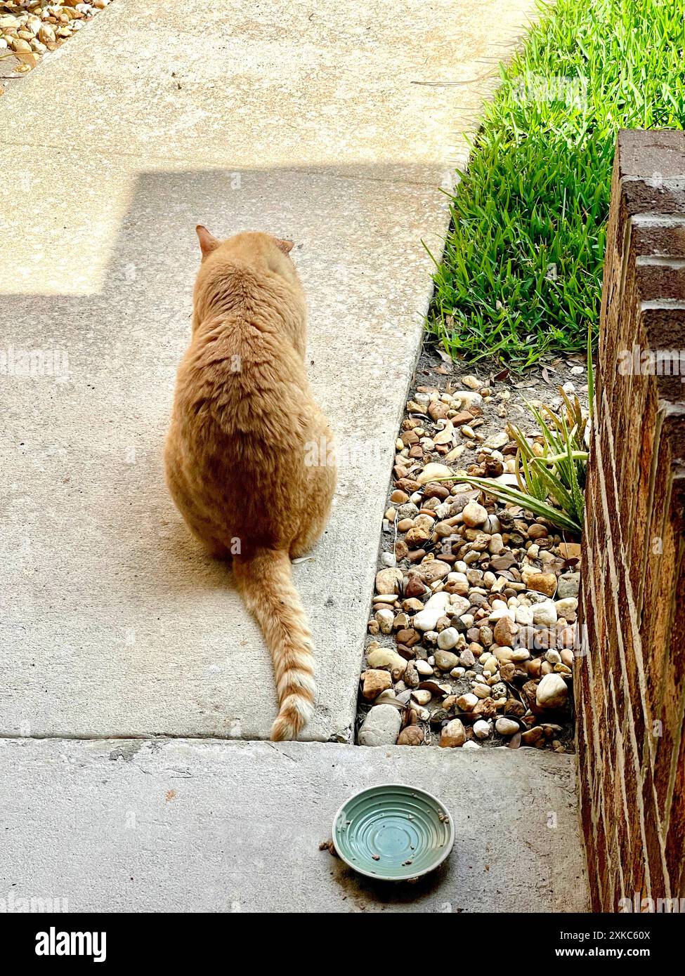 Un vecchio gatto Orange Tom con un orecchio piegato si siede sul marciapiede anteriore, con la schiena alla telecamera, dopo aver appena finito del cibo umido. Foto Stock