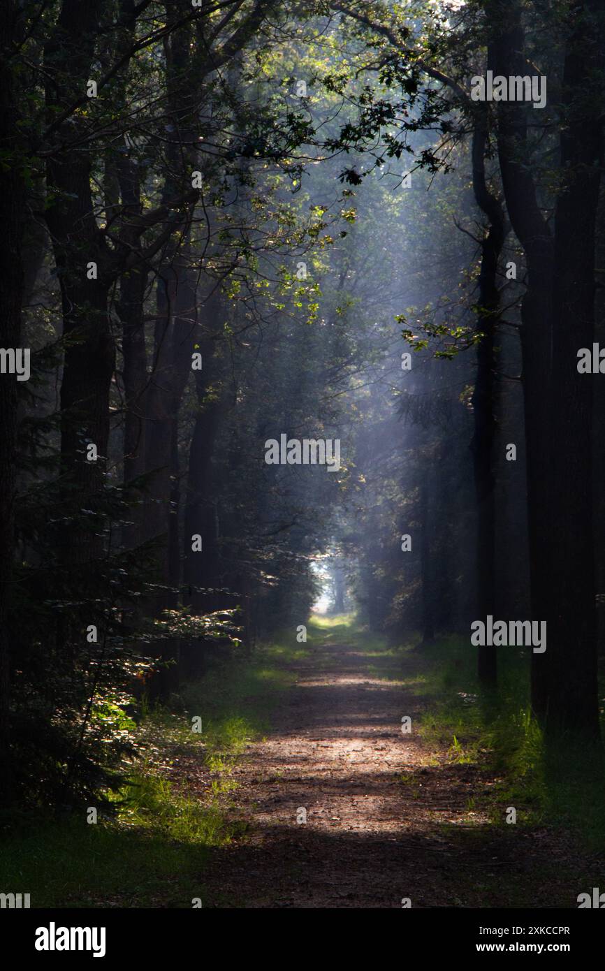 I raggi del sole su un sentiero in una foresta in una mattinata nebbiosa, un paesaggio fatato Foto Stock