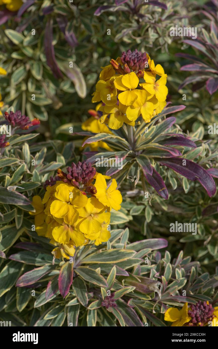 Erysimum cheiri 'Fragrant Star' un fiore di parati perenne con fiori gialli e foglie variegate con margini di crema gialli, Berkshire, giugno Foto Stock