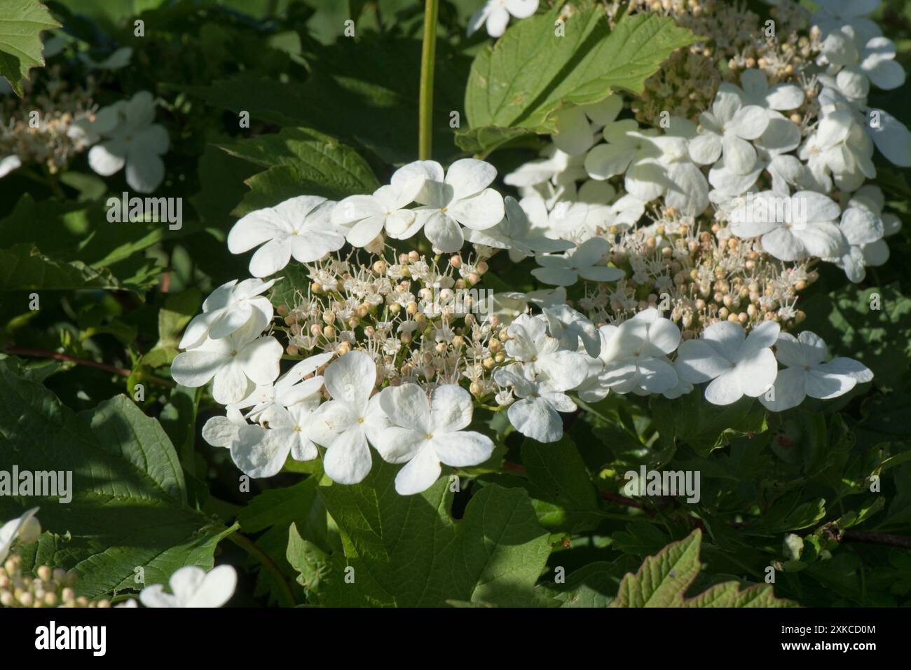 Rosa selvatica (Viburnum opulus) corymb di fiori con grandi fiori bianchi sterili che circondano piccoli fiori fertili in un riccio. Foto Stock
