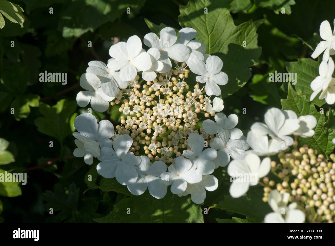 Rosa selvatica (Viburnum opulus) corymb di fiori con grandi fiori bianchi sterili che circondano piccoli fiori fertili in un riccio. Foto Stock
