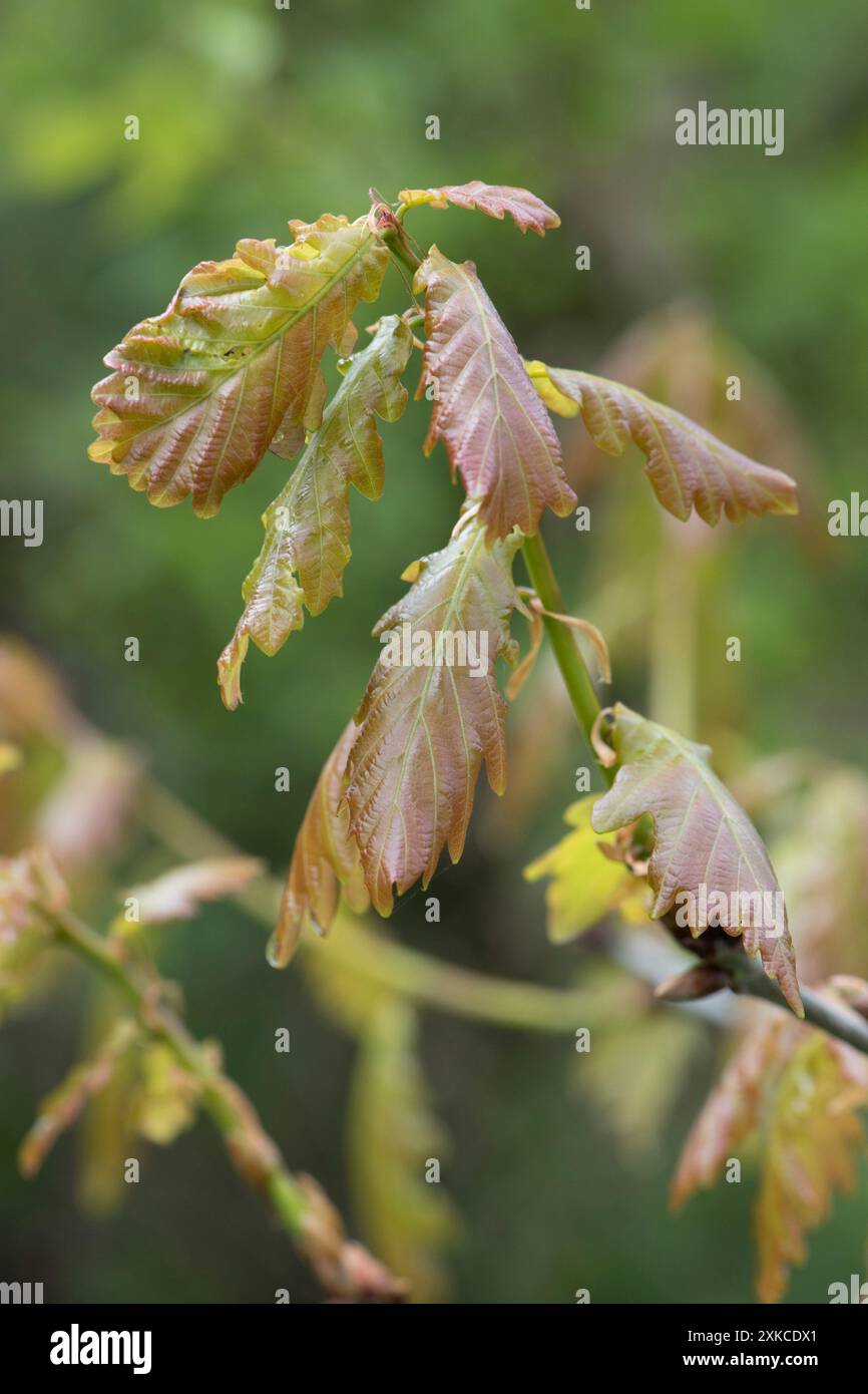 Delicate foglie di rovere giovane e soffice (Quercus robur) in primavera, di colore verde, bronzo in bosco giovane, Berkshire, aprile Foto Stock