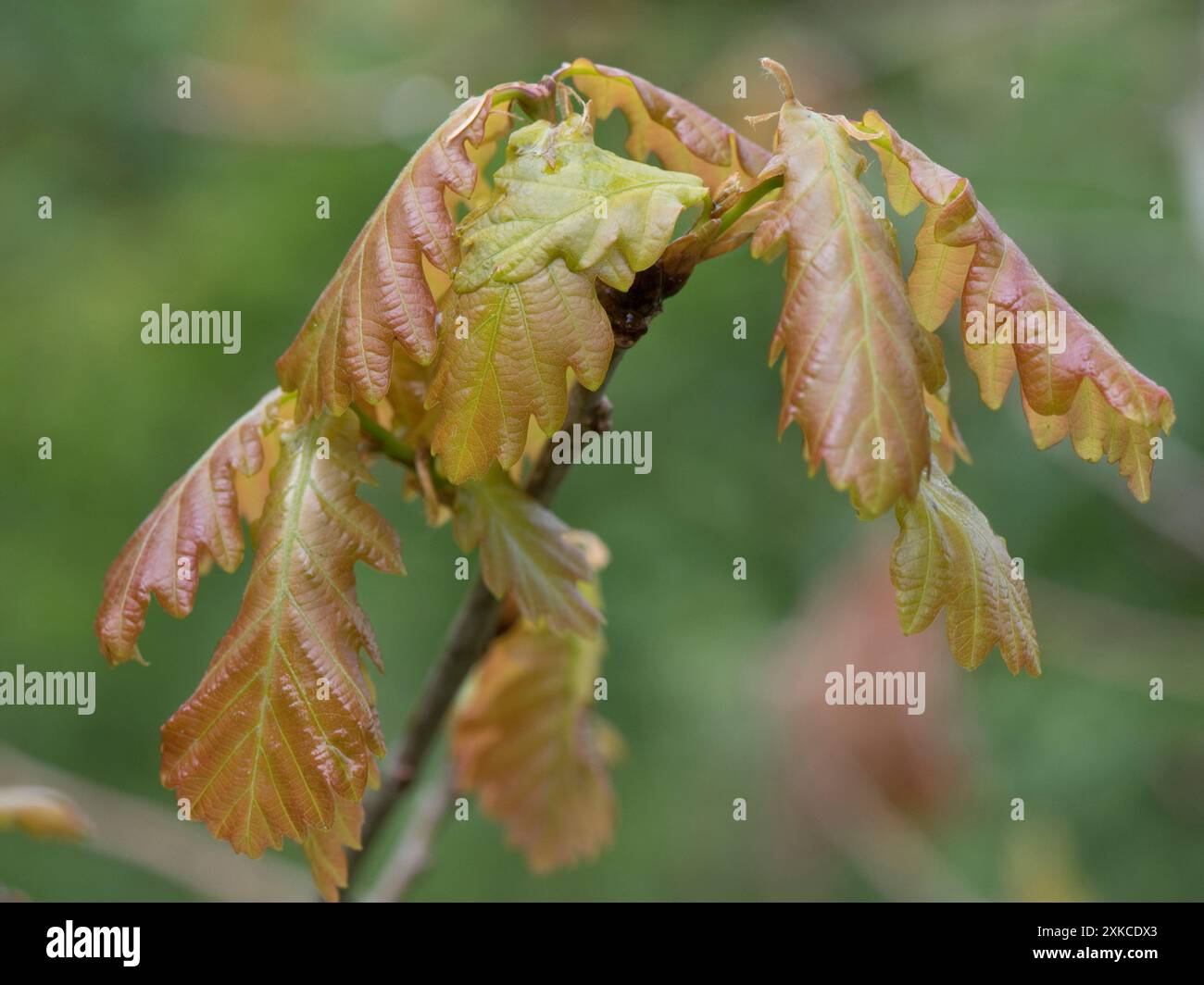 Delicate foglie di rovere giovane e soffice (Quercus robur) in primavera, di colore verde, bronzo in bosco giovane, Berkshire, aprile Foto Stock