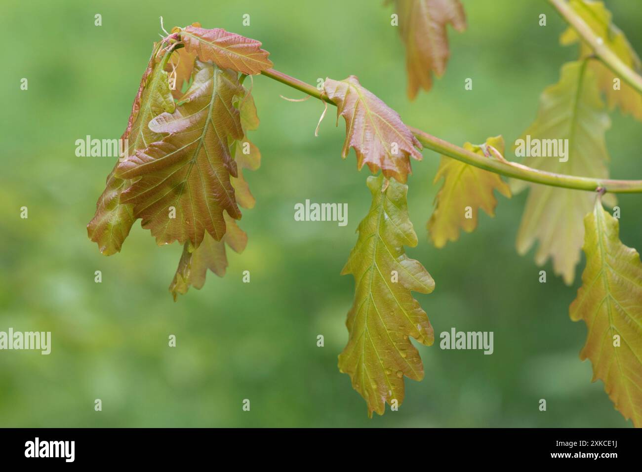 Delicate foglie di rovere giovane e soffice (Quercus robur) in primavera, di colore verde, bronzo in bosco giovane, Berkshire, aprile Foto Stock
