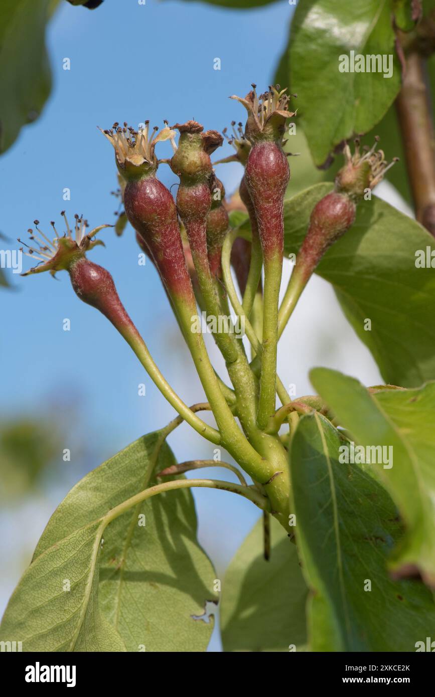 Frutteto polllinato rossastro in un ammasso su una pera da conferenza con coronetti di antere fecondate e foglie giovani su un albero di frutteto, Berksish, EN Foto Stock