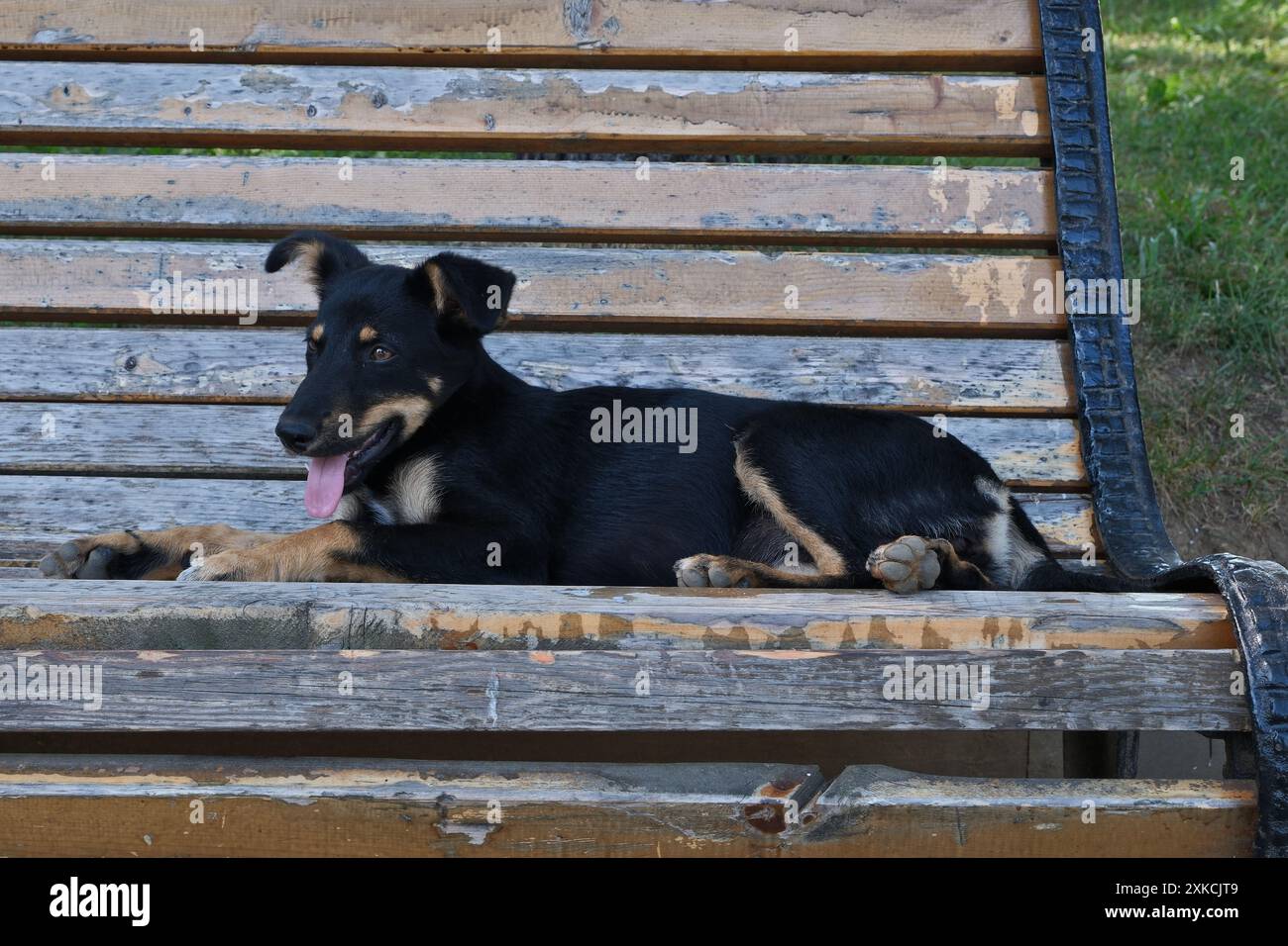 Un cane nero disteso su una panchina di legno in un parco Foto Stock