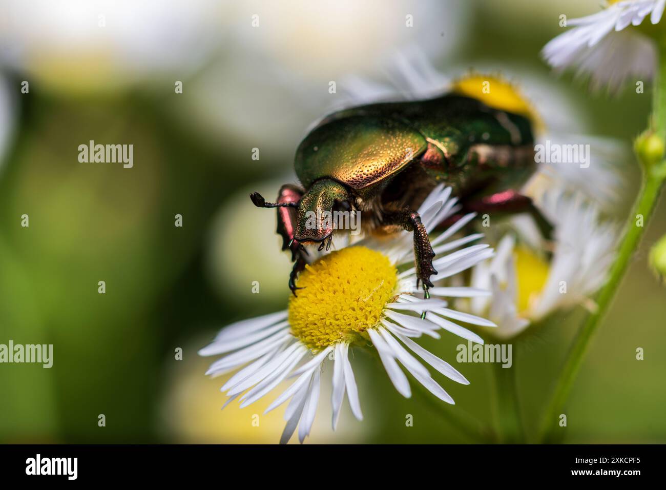 Rosenkäfer Foto Stock