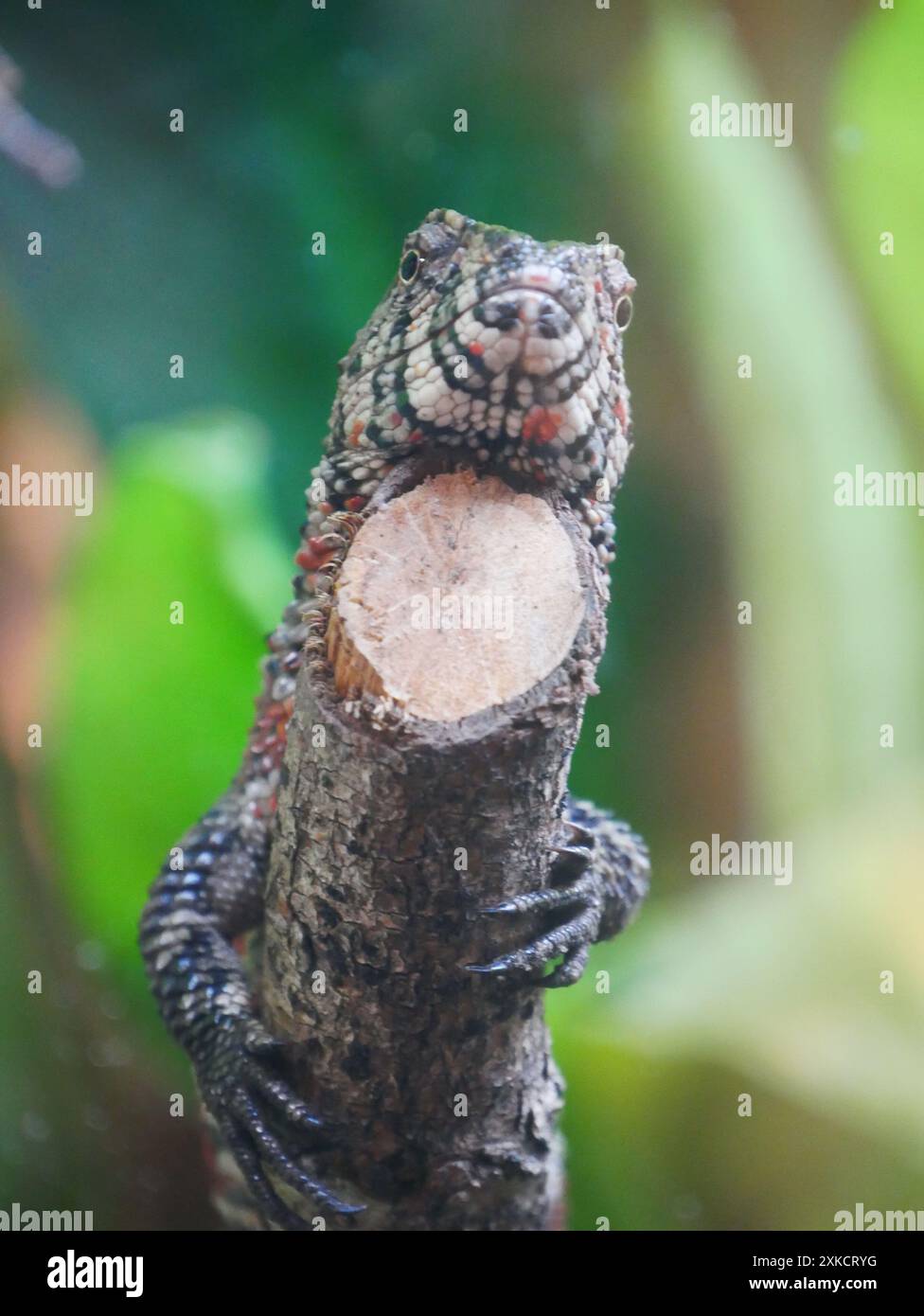 Lucertola di coccodrillo vietnamita (Shinisaurus crocodilurus vietnamensis) Foto Stock