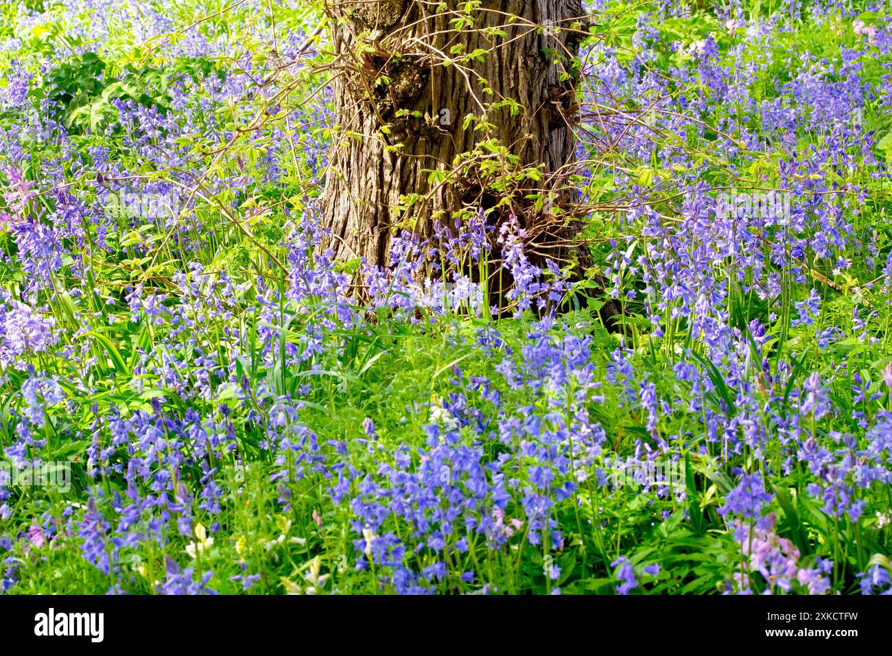 Bluebell o Giacinto selvatico (hyacinthoides non-scripta, endymion non-scriptus), primo piano dei fiori che coprono il pavimento di un bosco aperto in primavera Foto Stock