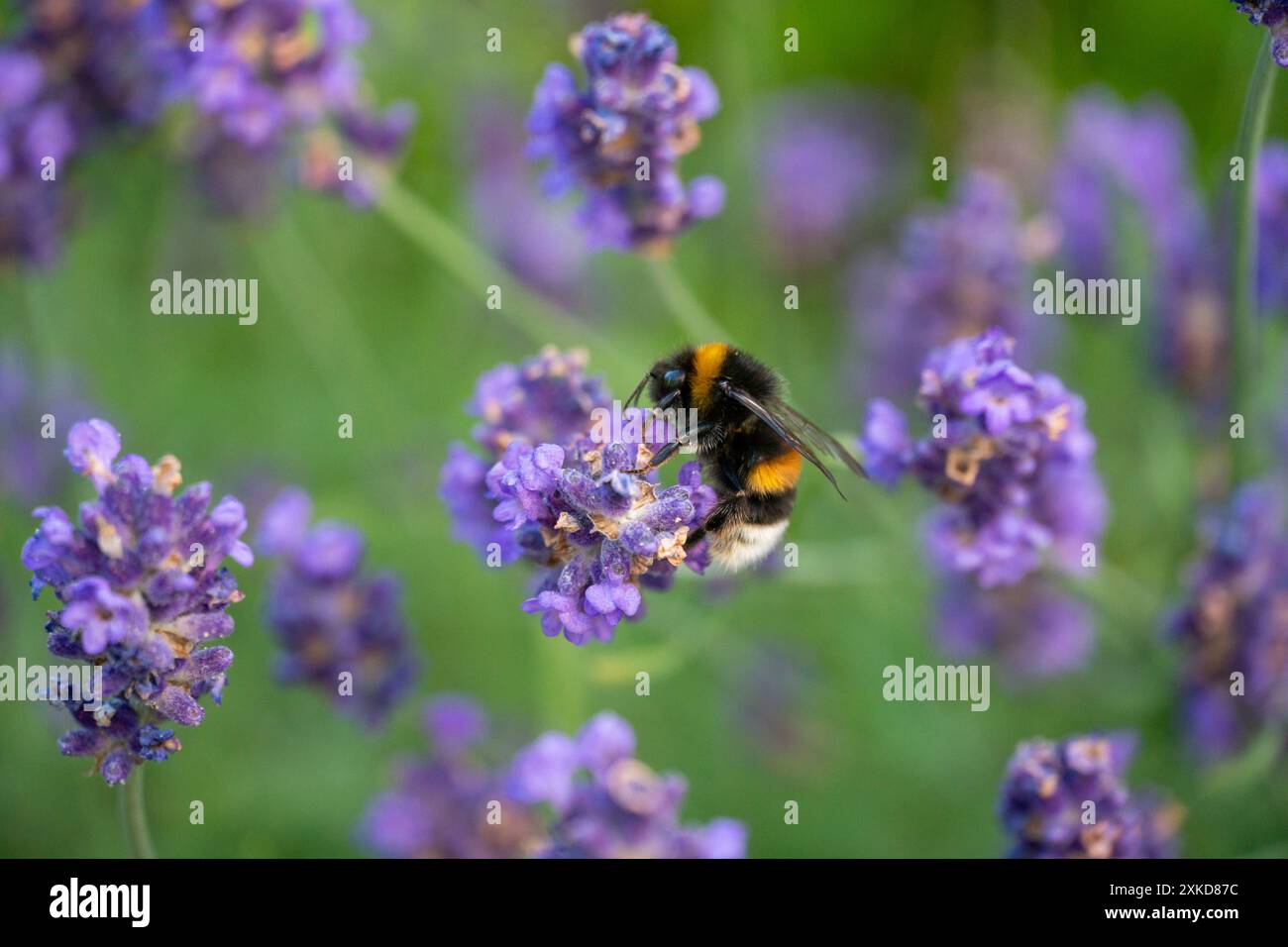 Bumblebee che impollina la lavanda a Horten, Norvegia Foto Stock