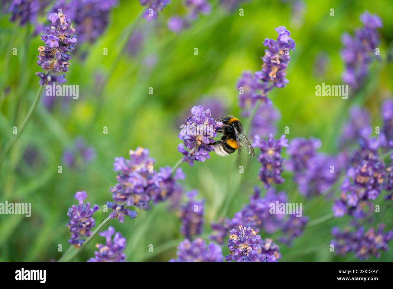 Bumblebee che impollina la lavanda a Horten, Norvegia Foto Stock