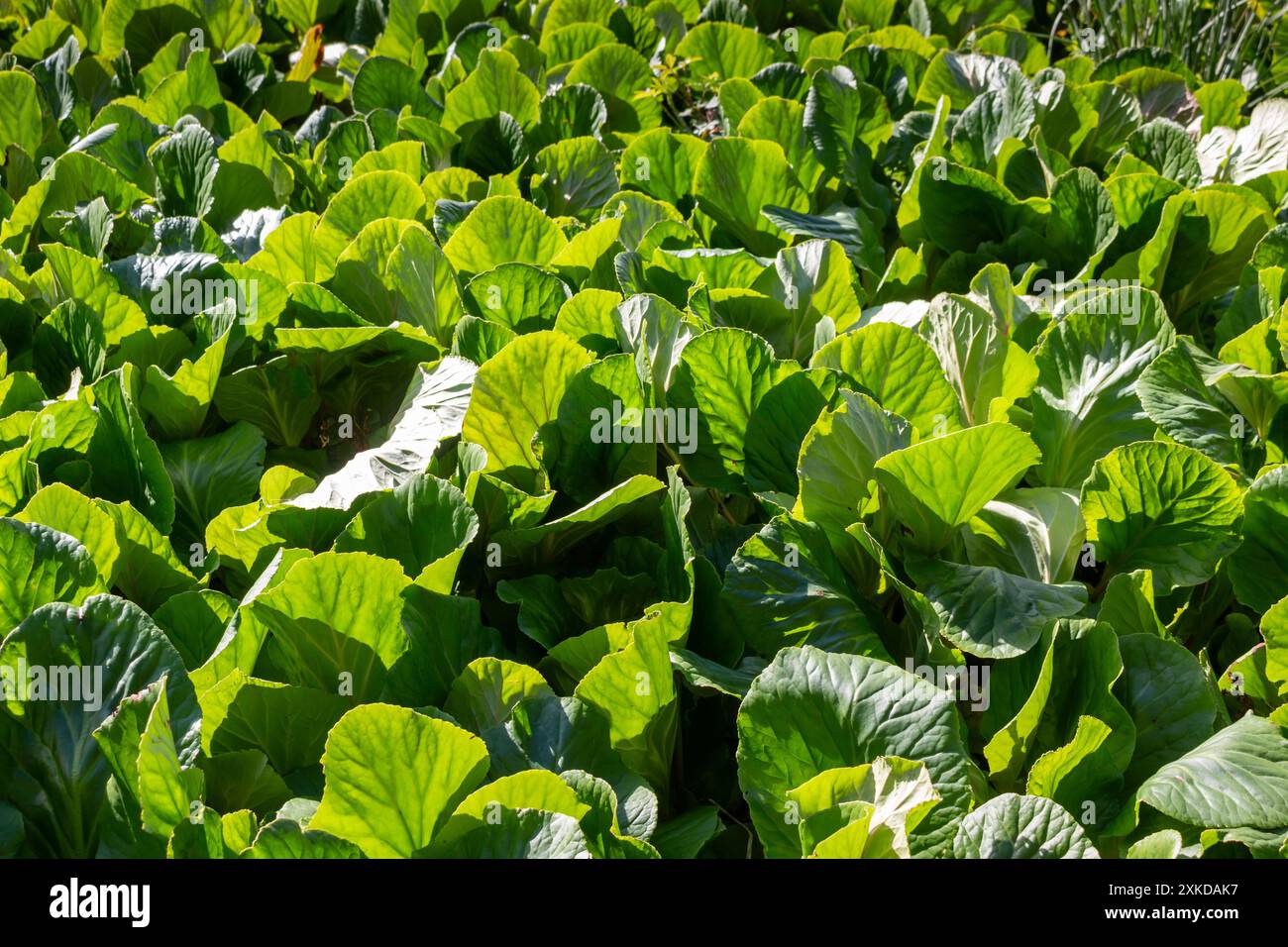 Foglie fresche di Bergenia in primavera, quando non è ancora fiorita. Sole brillante. Centro di Madeira, Portogallo. Foto Stock