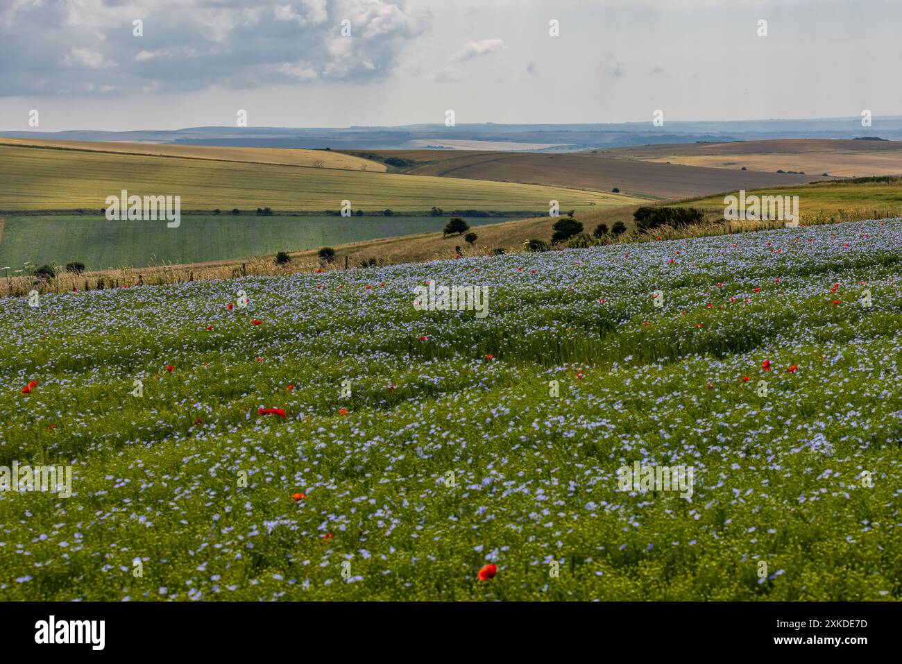 Lino e papaveri che crescono nel Sussex rurale, con campi di patchwork alle spalle Foto Stock