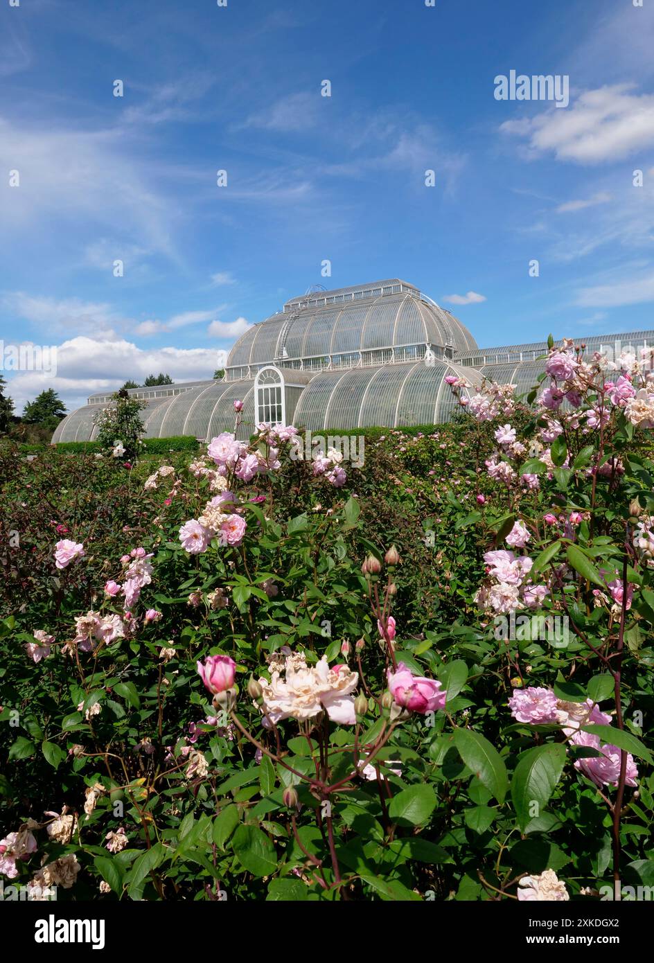 Rose Garden and Palm House, Kew Gardens, Kew, Richmond, Londra, Inghilterra, Regno Unito Foto Stock