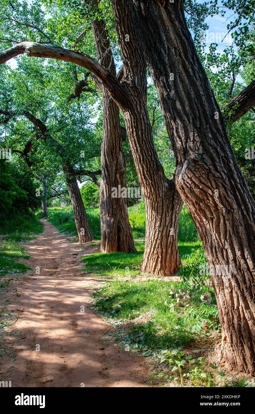 Alberi di cotone seguono il fondo del canyon nel Palo duro Canyon State Park, Texas. Foto Stock