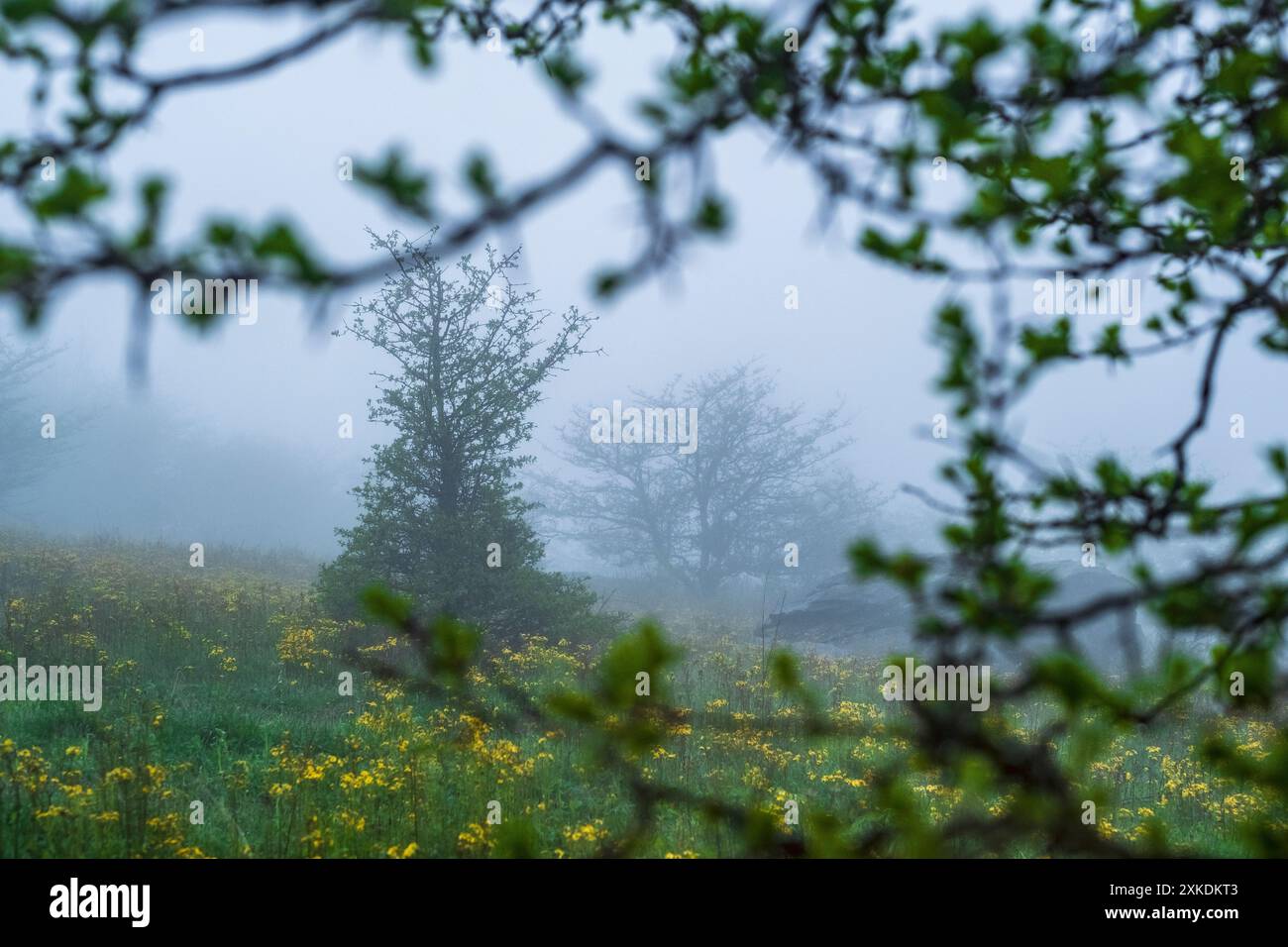 Misty, mattinata nebbiosa sull'Appalachian Trail all'ingresso del Lewis Fork Wilderness, Mount Rogers, Virginia, Stati Uniti Foto Stock