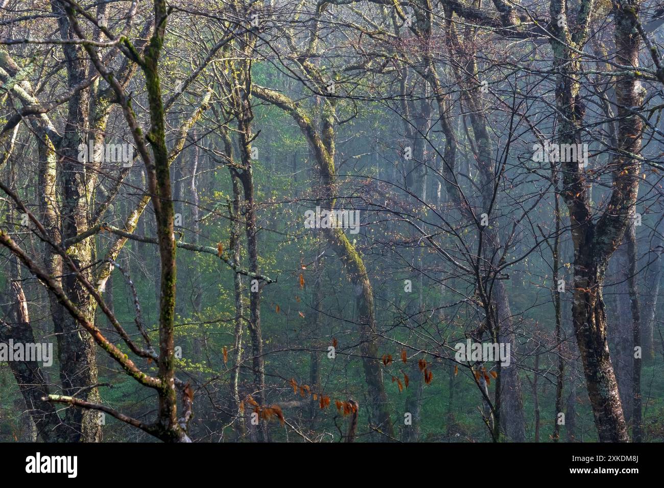 Misty, mattinata nebbiosa sull'Appalachian Trail all'ingresso del Lewis Fork Wilderness, Mount Rogers, Virginia, Stati Uniti Foto Stock