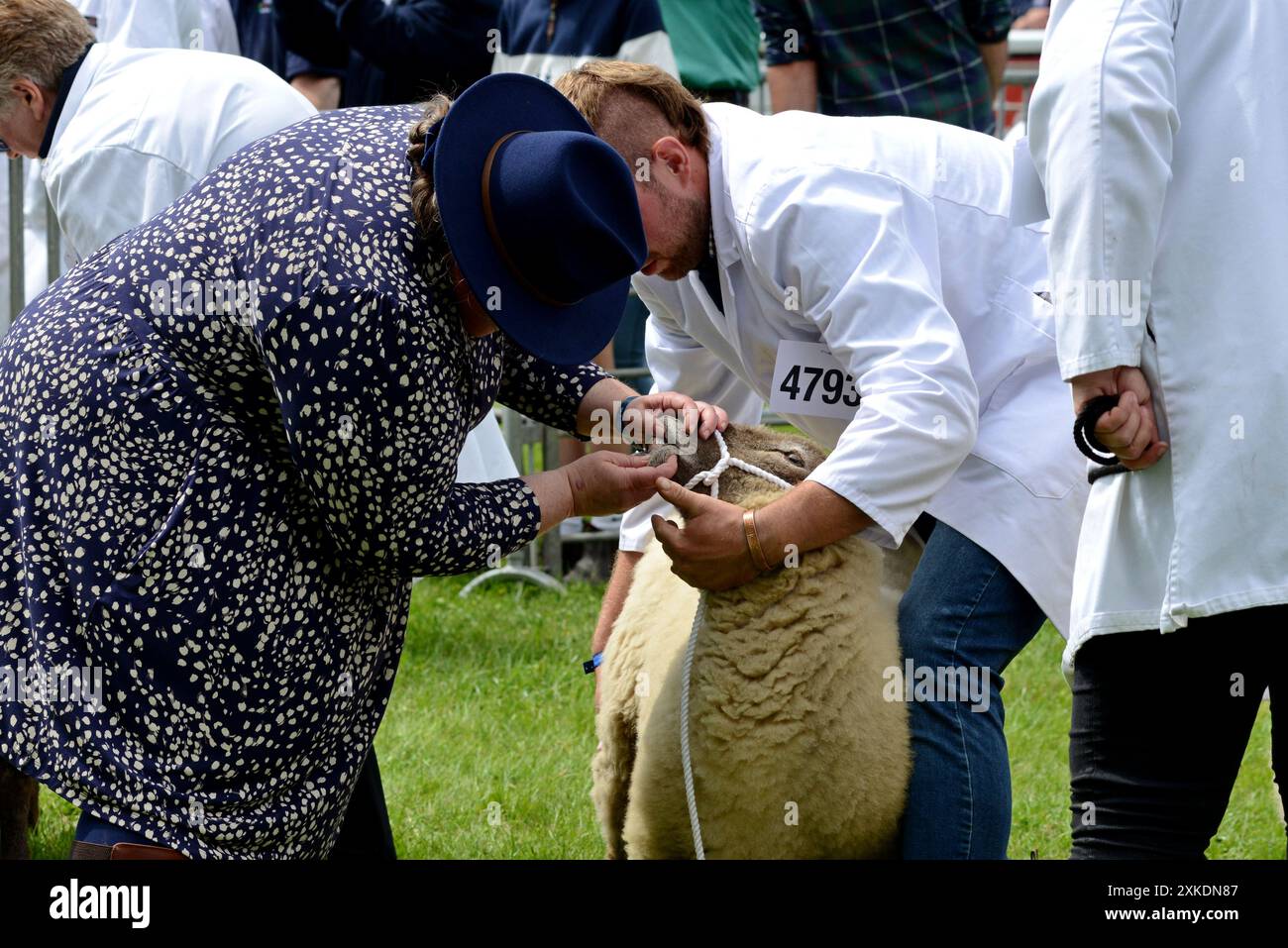 Builth Wells, Galles, Regno Unito, 22 luglio 2024. Un giudice ispeziona una pecora durante le competizioni per il meglio della razza al Royal Welsh Show, aperto oggi. L'evento, che è la più grande fiera agricola del Regno Unito, celebra il suo 120° anno. G.P. Essex/Alamy Live News Foto Stock