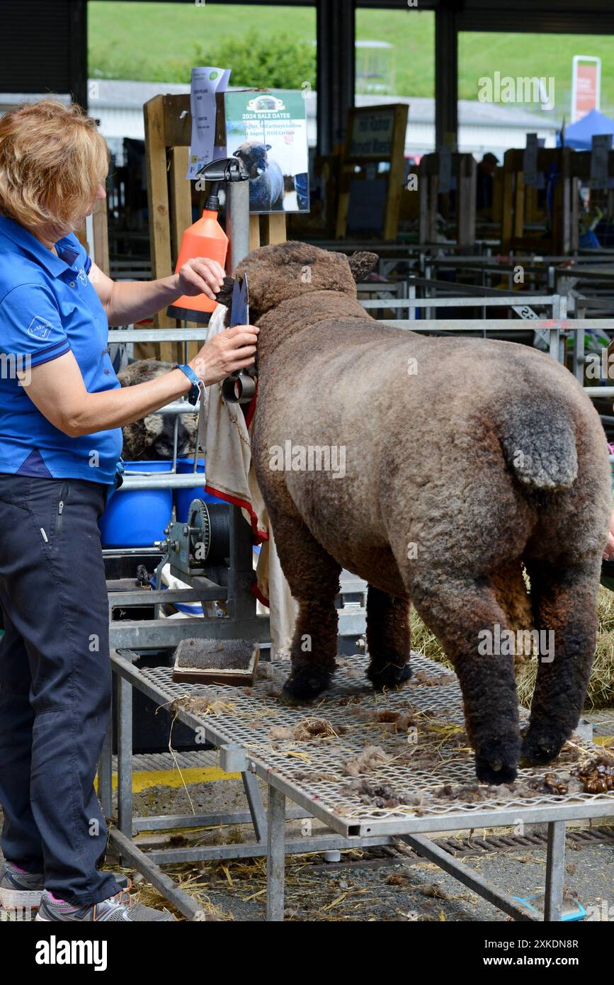Builth Wells, Galles, Regno Unito, 22 luglio 2024. Una pecora che viene tagliata e preparata per la competizione al Royal Welsh Show, che ha aperto oggi. L'evento, che è la più grande fiera agricola del Regno Unito, celebra il suo 120° anno. G.P. Essex/Alamy Live News Foto Stock
