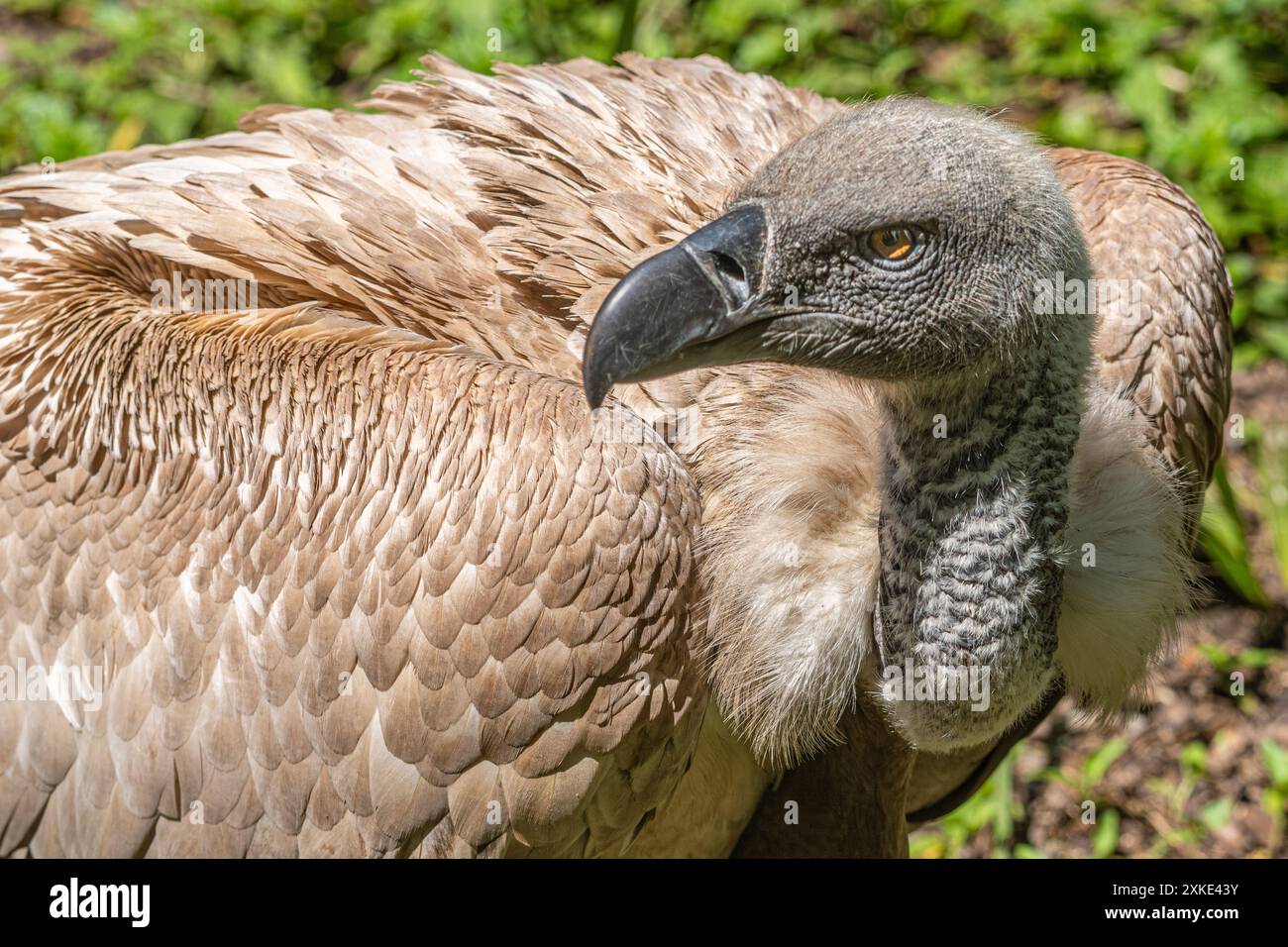 Cape Griffon Vulture (Gyps Coprotheres) presso il St. Augustine Alligator Farm Zoological Park sull'isola Anastasia a St. Augustine, Florida. (USA) Foto Stock