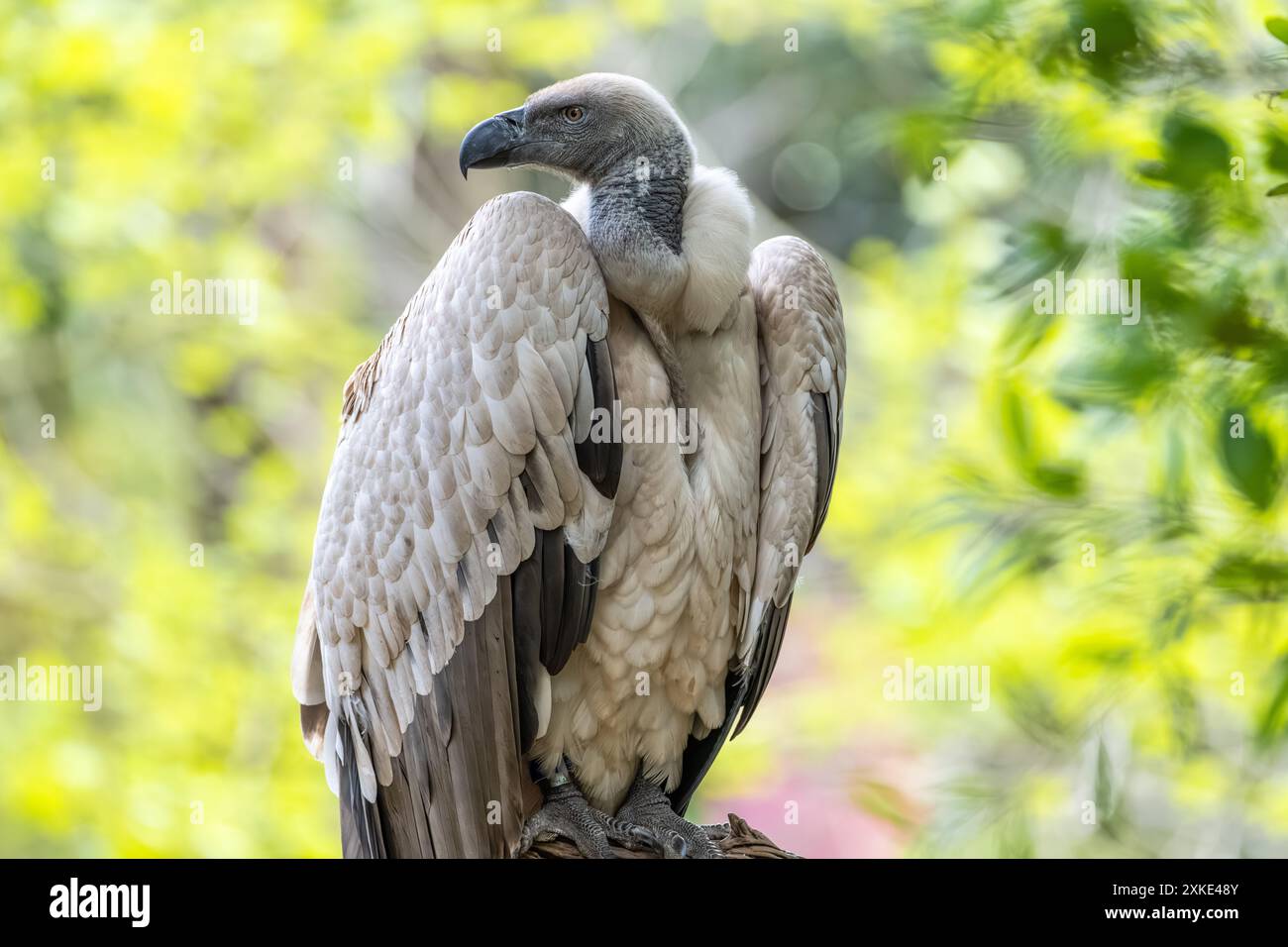 Cape Griffon Vulture (Gyps Coprotheres) presso il St. Augustine Alligator Farm Zoological Park sull'isola Anastasia a St. Augustine, Florida. (USA) Foto Stock