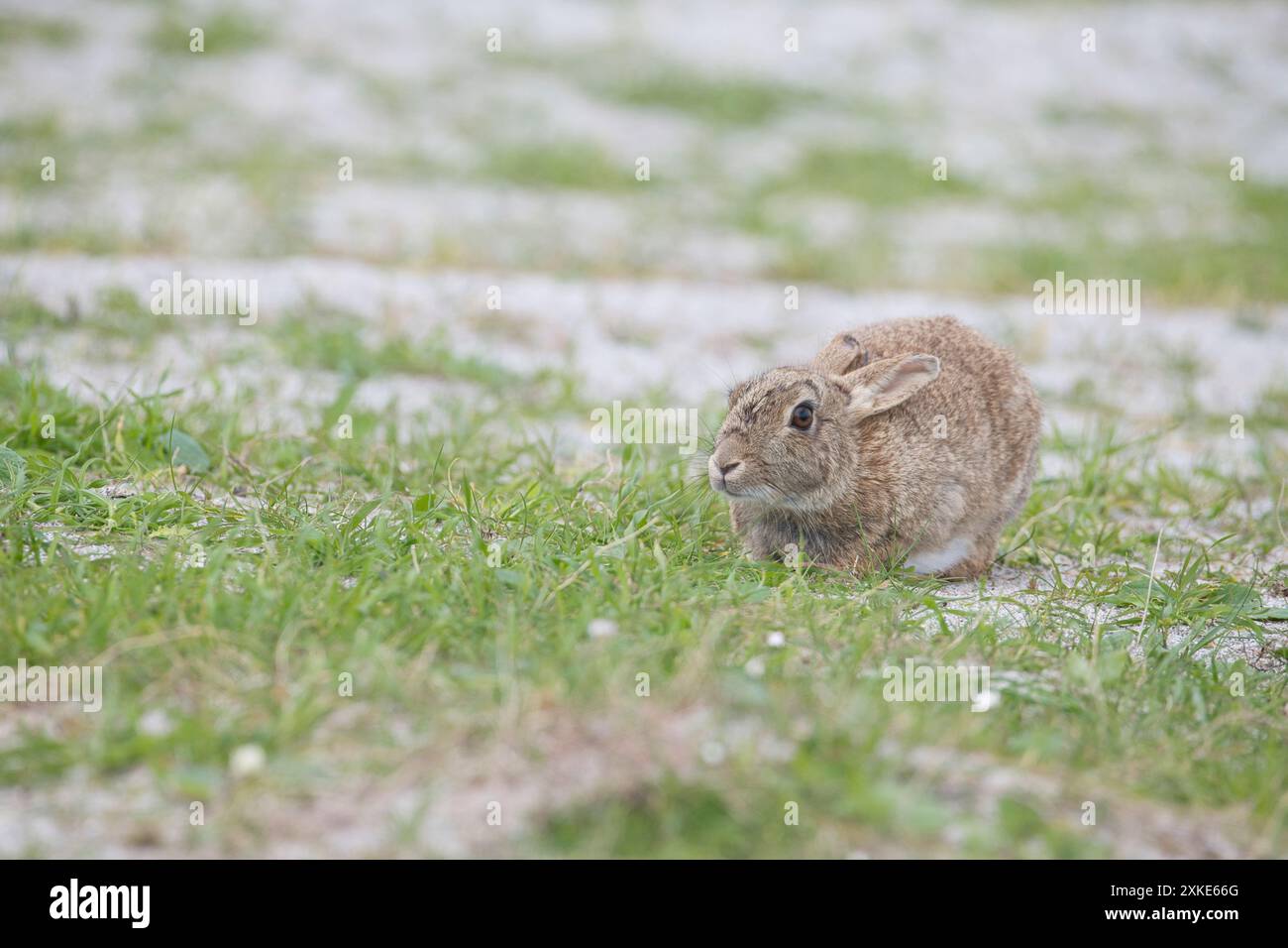 Coniglio selvatico adulto (Oryctolagus cuniculus) Foto Stock