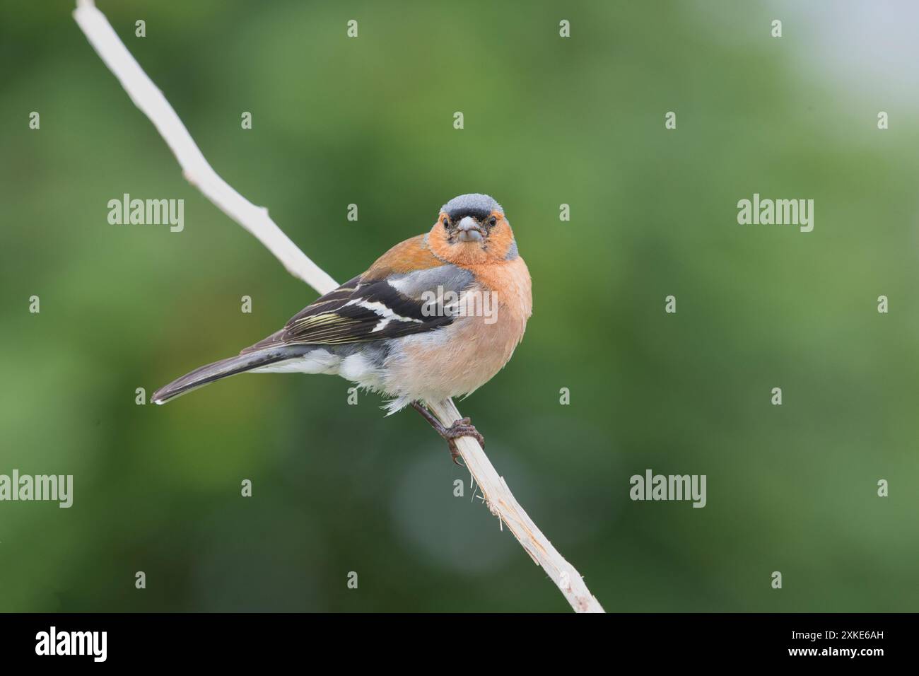 Maschio (fringuello Fringilla coelebs) Foto Stock