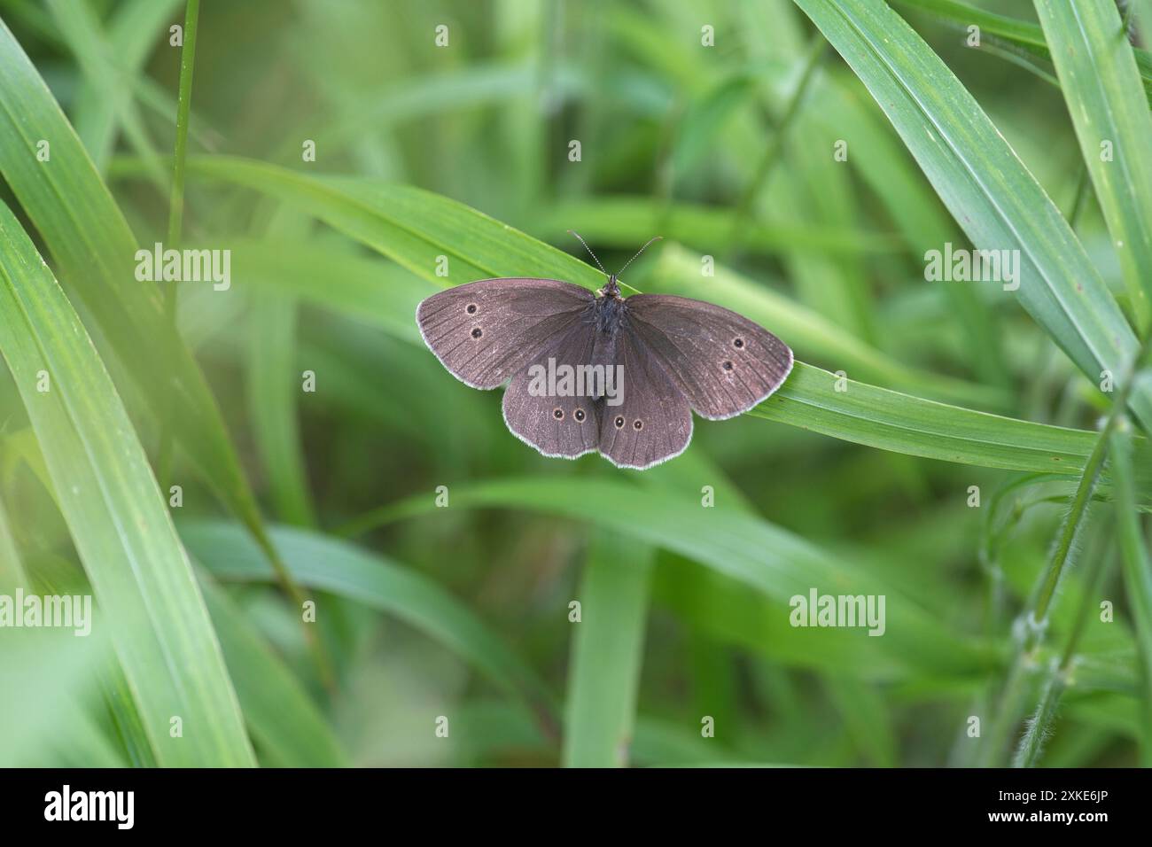 Ringlet (Aphantopus hyperantus), con le ali aperte Foto Stock