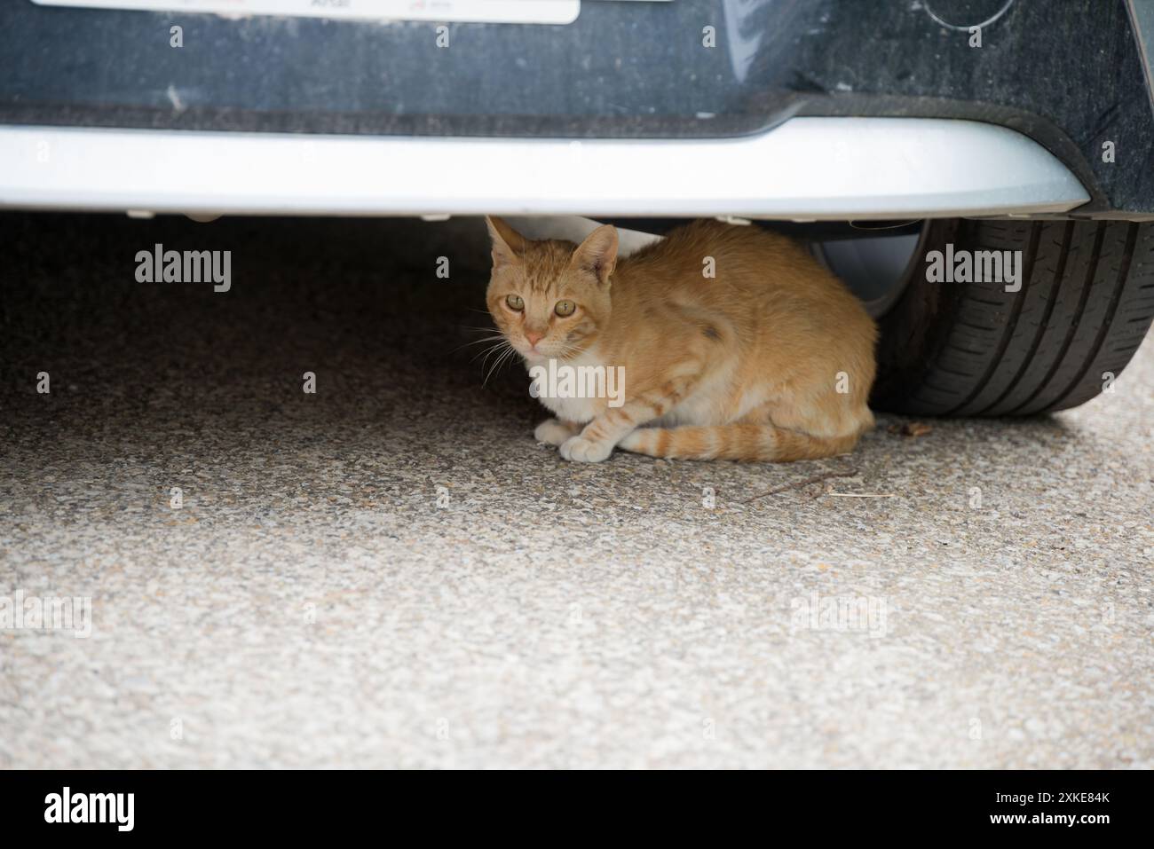 Carino gatto europeo arancione sotto una macchina per proteggere il sole Foto Stock