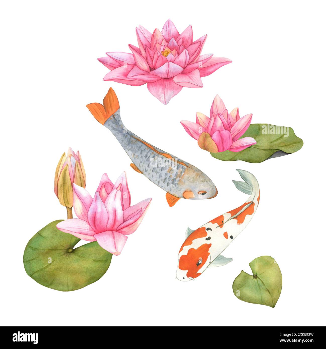 Carpe Koi e fiori di loto illustrazione acquerello. Sfondo asiatico orientale disegnato a mano con pesci arcobaleno. Foto Stock