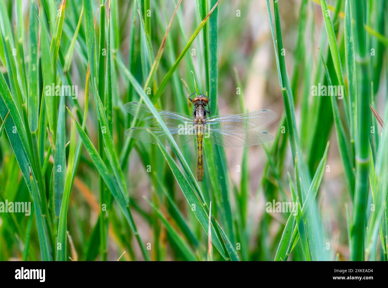 Una libellula dalla coda a punti (Leucorrhinia intacta) poggia su una lama d'erba; le sue ali trasparenti si estendono e il suo corpo parzialmente oscurato Foto Stock