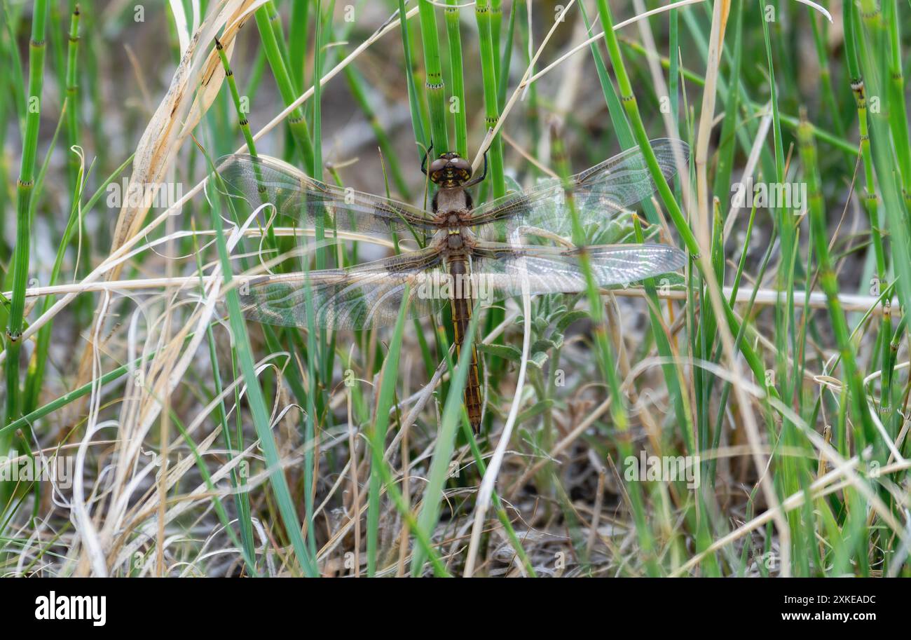 Una libellula scampo marrone e marrone a otto macchie (Libellula forensis) si appoggia con le sue ali sparse; arroccata tra alte lame verdi d'erba. Foto Stock