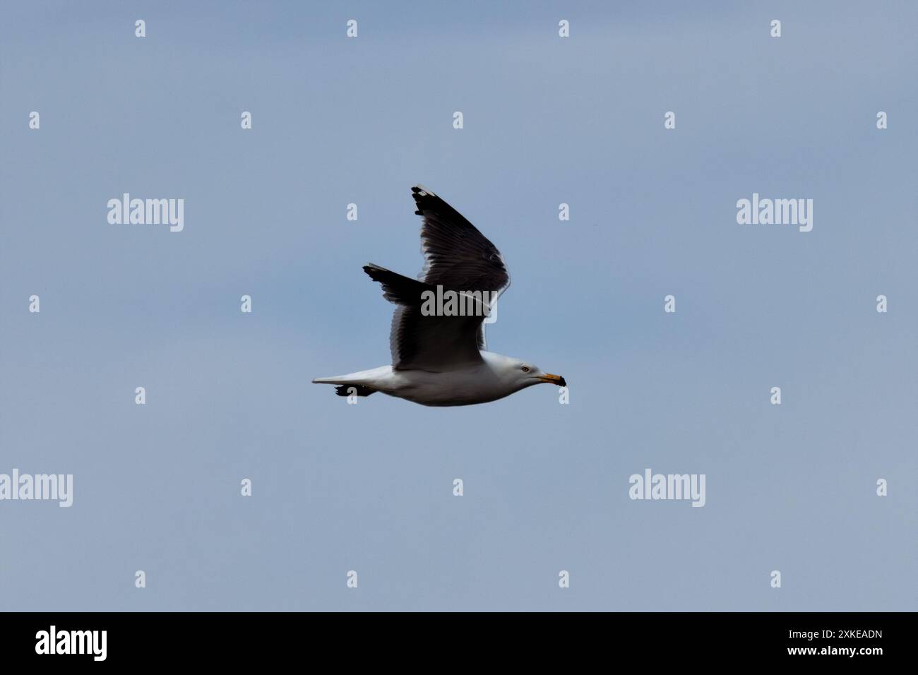 Il gabbiano con il dorso nero, con le sue ali grigio scuro e le gambe gialle, si trova comunemente nelle regioni costiere e nelle acque interne di tutta Europa. Questo Foto Stock